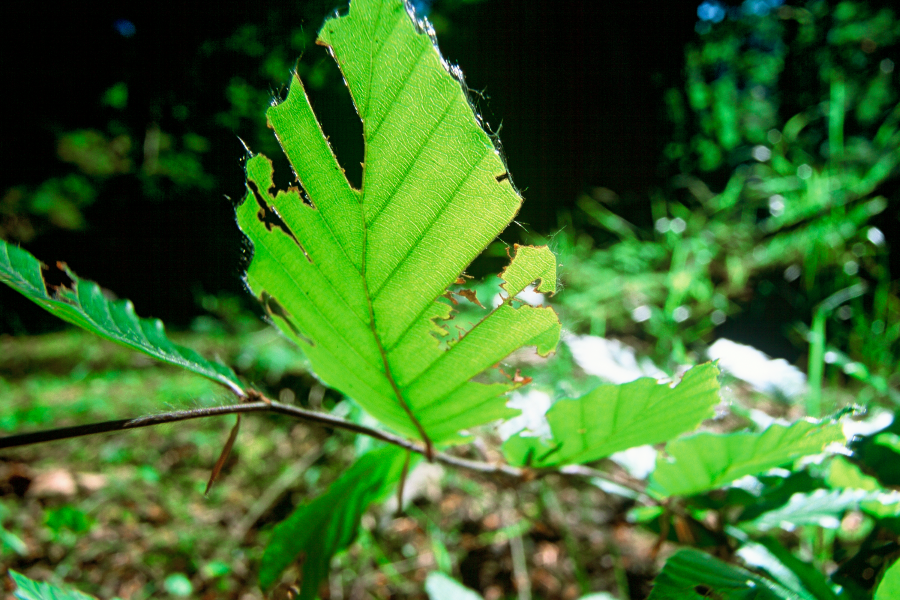 Schulklassen-Wanderung "Wilder Wald"