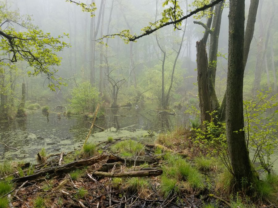 Schulklassen-Wanderung "Faszination Moor"